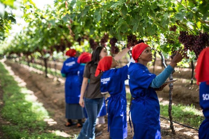 144746_2_1218320 Sudáfrica / La industria sudafricana de uva de mesa prevé 80 millones de cajas de exportación mientras los aranceles estadounidenses fuerzan una estrategia de diversificación del mercado.