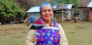 Alto Biobío es reconocida como nuevo sitio del Patrimonio Agrícola Mundial por parte de la FAO