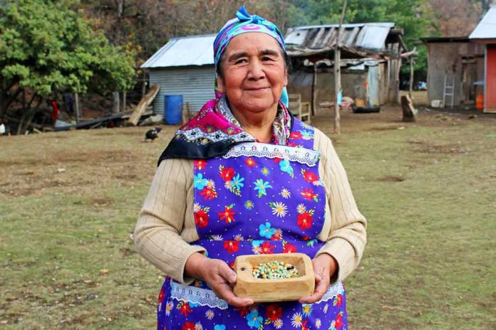 Alto Biobío es reconocida como nuevo sitio del Patrimonio Agrícola Mundial por parte de la FAO