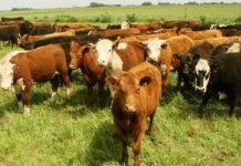 Argentina | SENASA endurece controles y exige 100% de eficacia a los antisárnicos bovinos