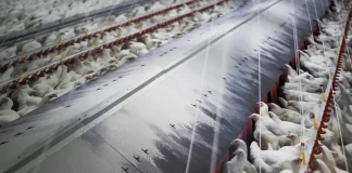 Bruselas actualiza las medidas frente a la gripe aviar tras detectar 96 brotes más