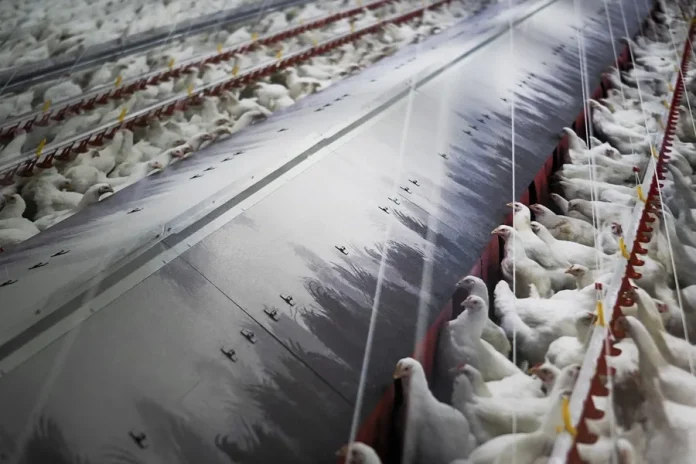 Bruselas-actualiza-las-medidas-frente-a-la-gripe-aviar-tras-detectar-96-brotes-mas Bruselas actualiza las medidas frente a la gripe aviar tras detectar 96 brotes más