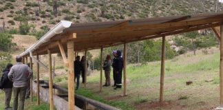 CONAF fortalece la ganadería en la comuna de Canela a través del Programa de Emergencia de Empleo