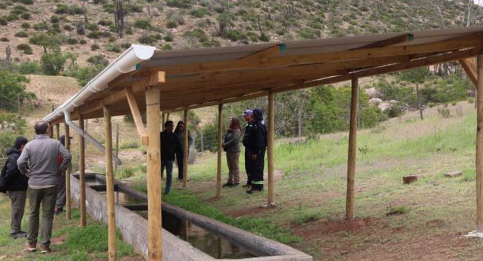 CONAF fortalece la ganadería en la comuna de Canela a través del Programa de Emergencia de Empleo CONAF fortalece la ganadería en la comuna de Canela a través del Programa de Emergencia de Empleo