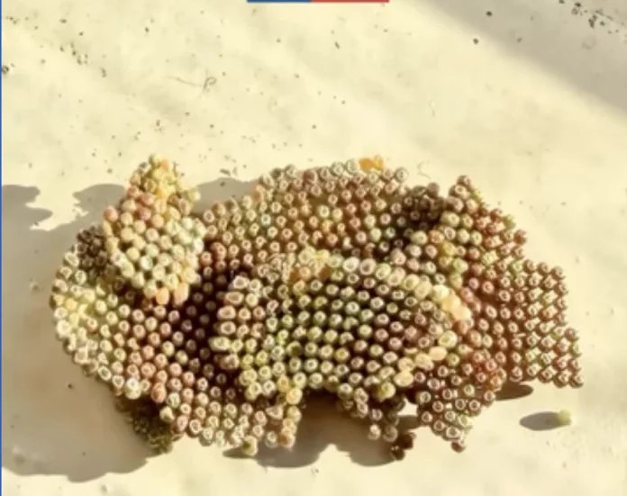 Arica: SAG detecta presencia de huevos de la plaga Thyrinteina arnobia en buque proveniente de Ecuador