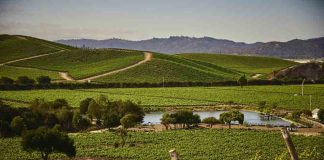 Casas del Bosque destaca dentro de los 50 mejores viñedos para visitar en el mundo por séptimo año consecutivo