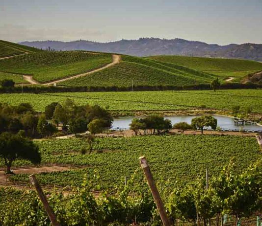 Casas del Bosque destaca dentro de los 50 mejores viñedos para visitar en el mundo por séptimo año consecutivo