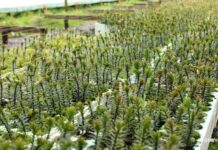 Chile refuerza su liderazgo forestal en manejo sustentable de bosque nativo