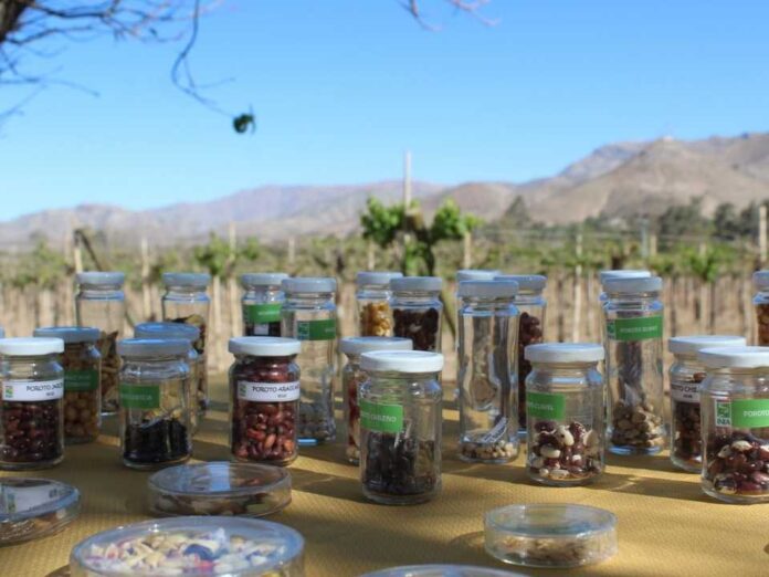 Chile resguarda su biodiversidad agrícola desde el corazón del Valle de Elqui