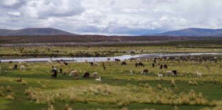 Chile se adjudica dos nuevos Sitios SIPAM reconocidos por la FAO