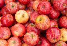 Chile y Brasil ponen en marcha la certificación electrónica para la exportación e importación de productos agrícolas y forestales Chile y Brasil ponen en marcha la certificación electrónica para la exportación e importación de productos agrícolas y forestales