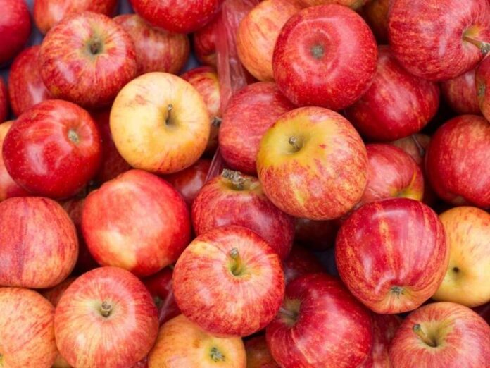 Chile y Brasil ponen en marcha la certificación electrónica para la exportación e importación de productos agrícolas y forestales Chile y Brasil ponen en marcha la certificación electrónica para la exportación e importación de productos agrícolas y forestales