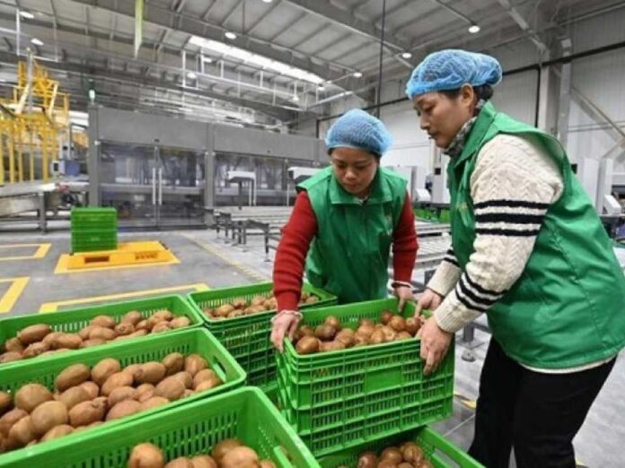 China _ Agricultura inteligente impulsa actualización industrial del kiwi en China China | Agricultura inteligente impulsa actualización industrial del kiwi en China