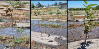 Científica chilena viajó hasta Japón para presentar investigación sobre deficiencia de oxígeno en plantas