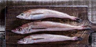 Cinco medidas para salvar la merluza común Organizaciones de la pesca artesanal y Oceana llaman a actuar con urgencia para revertir su estado crítico