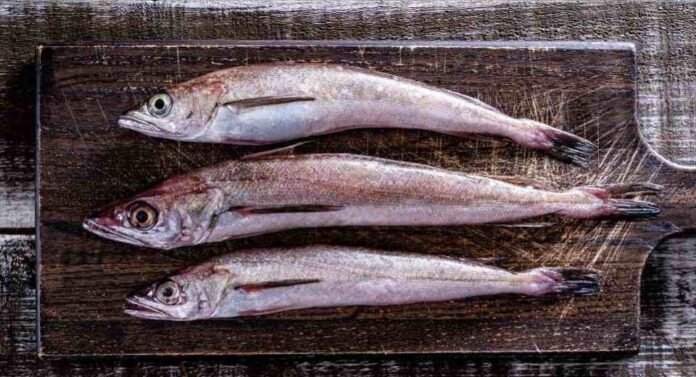 Cinco medidas para salvar la merluza común Organizaciones de la pesca artesanal y Oceana llaman a actuar con urgencia para revertir su estado crítico Cinco medidas para salvar la merluza común Organizaciones de la pesca artesanal y Oceana llaman a actuar con urgencia para revertir su estado crítico