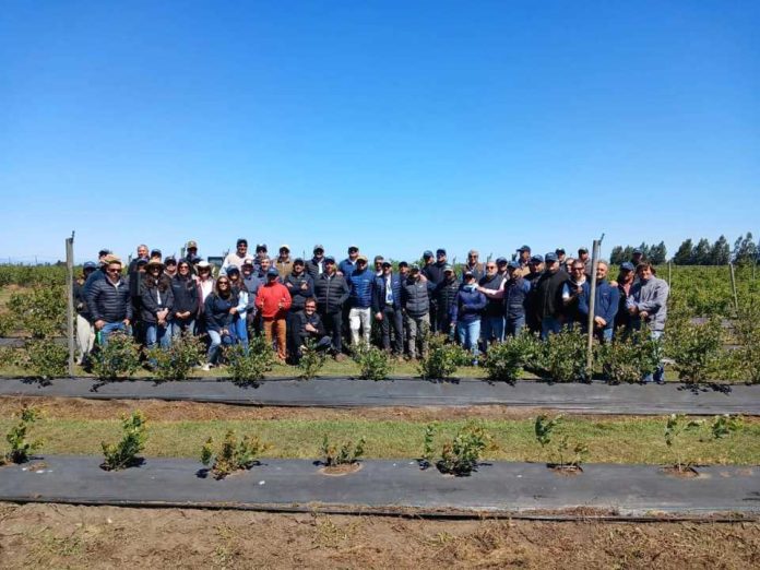 Comité de Arándanos impulsa una renovación varietal informada a través de pilotos demostrativos y días de campo
