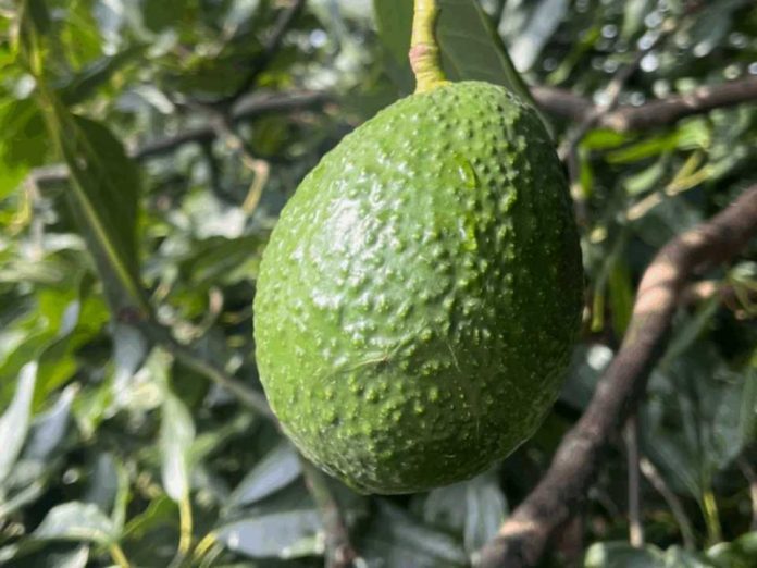 Comité de Palta: Temporada actual repetiría conducta de la anterior