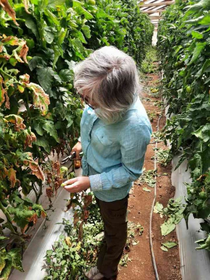 Cómo las bacterias agrícolas se vuelven resistentes a los antimicrobianos (1) Cómo las bacterias agrícolas se vuelven resistentes a los antimicrobianos