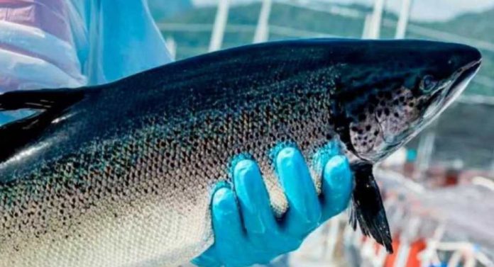 Declaraciones del Consejo del Salmón por robo de salmones en Mega operativo en Terminal Pesquero Declaraciones del Consejo del Salmón por robo de salmones en Mega operativo en Terminal Pesquero