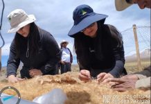 Desde el altiplano de Putre al National Geographic CONAF concretó con éxito Chaku ancestral de arreo y esquila de vicuñas