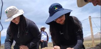 Desde el altiplano de Putre al National Geographic CONAF concretó con éxito Chaku ancestral de arreo y esquila de vicuñas