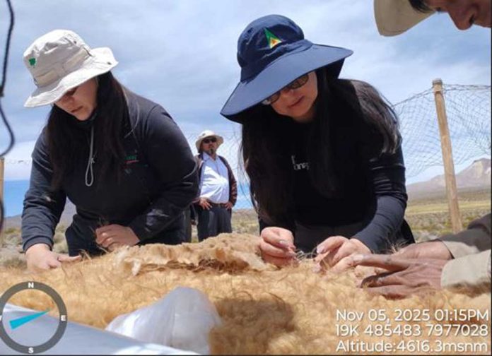 Desde el altiplano de Putre al National Geographic CONAF concretó con éxito Chaku ancestral de arreo y esquila de vicuñas Desde el altiplano de Putre al National Geographic CONAF concretó con éxito Chaku ancestral de arreo y esquila de vicuñas