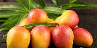 Disturbios amenazan la cosecha de mango peruano: Rumores de presunta manipulación de precios derivan en ataques violentos contra productores piuranos