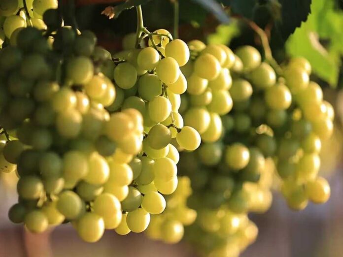 Divine Flavor refuerza abastecimiento de uvas de Perú para Acción de Gracias en EE.UU. Divine Flavor refuerza abastecimiento de uvas de Perú para Acción de Gracias en EE.UU.