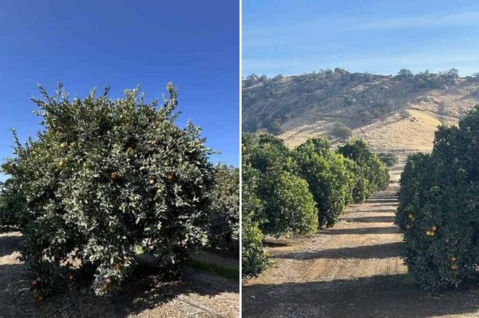 EEUU Los cítricos de California se enfrentan a una mayor competencia de otras regiones productoras EEUU Los cítricos de California se enfrentan a una mayor competencia de otras regiones productoras