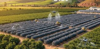 El Pulso de la Competencia Gigante Peruano del Agro Prioriza Arándanos y Paltas, mientras Reevalúa