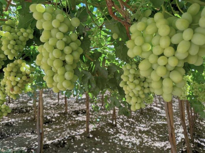 En Ovalle, expertos compartirán soluciones para producir fruta en un escenario cada vez más desafiante En Ovalle, expertos compartirán soluciones para producir fruta en un escenario cada vez más desafiante