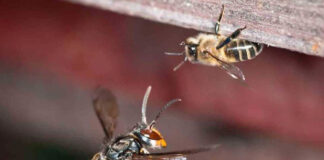 España | La avispa asiática o avispa velutina que pone en riesgo colmenas y biodiversidad