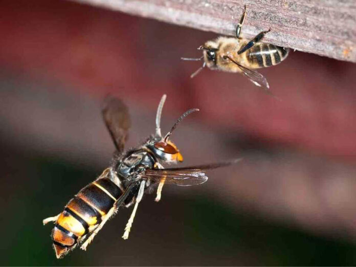 España | La avispa asiática o avispa velutina que pone en riesgo colmenas y biodiversidad