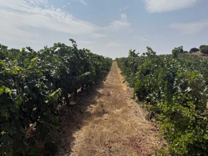 España Microbioma del suelo, seguro biológico de los viñedos contra el cambio climático España | Microbioma del suelo, seguro biológico de los viñedos contra el cambio climático