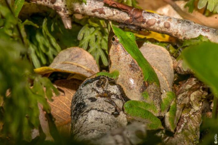 Especialistas monitorean el canto de la ranita de Darwin para evaluar su estado de conservación Especialistas monitorean el canto de la ranita de Darwin para evaluar su estado de conservación