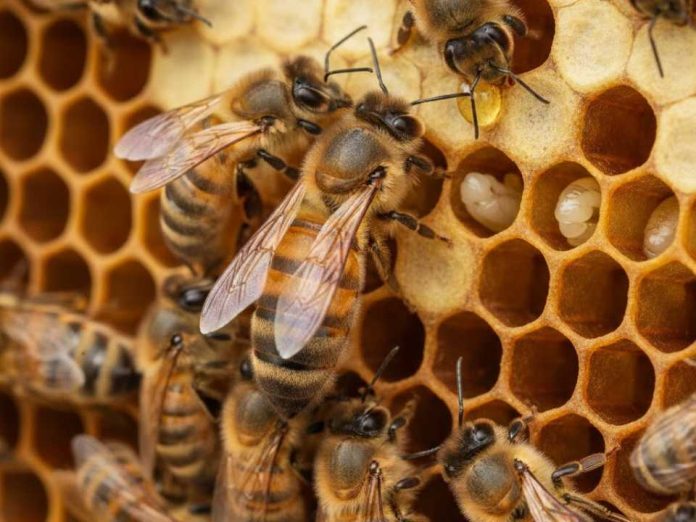 Estudiantes de la USM crean app con IA que detecta la presencia de la abeja reina sin abrir la colmena