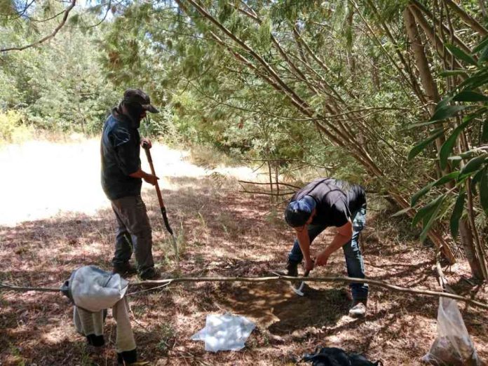 Expertos de Agronomía UdeC impulsan la micromorfología de suelos con una línea de investigación inédita (2) Expertos de Agronomía UdeC impulsan la micromorfología de suelos con una línea de investigación inédita