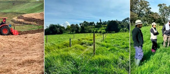 Finca Verdum, lechería especializada que se volvió modelo de innovación con sus siembras