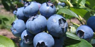 Gerente General de Global Growers: “La competencia (en arándanos) nos obligó a salir de la zona de confort y a ser más competitivos”