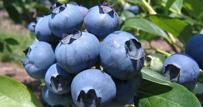 Gerente General de Global Growers: “La competencia (en arándanos) nos obligó a salir de la zona de confort y a ser más competitivos” Gerente General de Global Growers: “La competencia (en arándanos) nos obligó a salir de la zona de confort y a ser más competitivos”