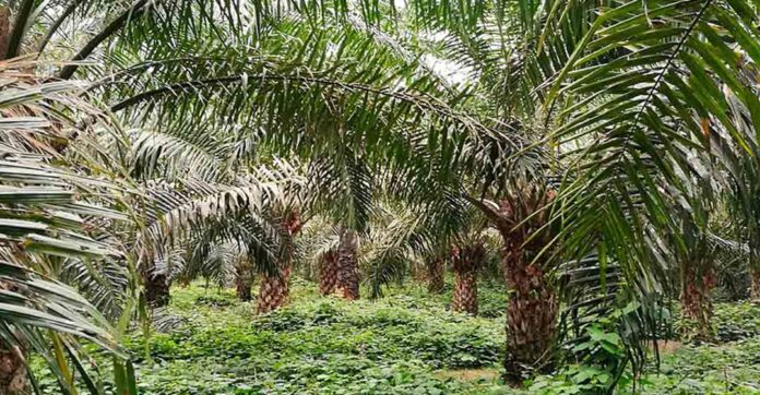 I Foro Nacional de Palma Aceitera se realizará en Lima