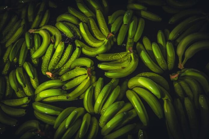 IMG_5777-scaled-e1762515854813 El consumo de plátano en Europa impulsa la transformación sostenible del sector colombiano