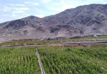 INDAP y SAG convocan a profesionales del agro a acreditarse como operadores en la región de Tarapacá INDAP y SAG convocan a profesionales del agro a acreditarse como operadores en la región de Tarapacá