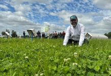 INIA da a conocer avances en el uso de praderas mixtas de ballicas con trébol