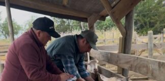 INIA inicia trabajos de investigación para mejorar índices reproductivos de la raza ovina Hidango en O’Higgins