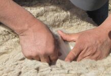 Chile amplía su presencia internacional: India autoriza importación de lana chilena Chile amplía su presencia internacional: India autoriza importación de lana chilena