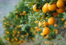 Ministra de Agricultura destaca que paltas, kiwis, naranjas y carnes chilenas vuelven a ingresar a EE.UU. con arancel cero Ministra de Agricultura destaca que paltas, kiwis, naranjas y carnes chilenas vuelven a ingresar a EE.UU. con arancel cero