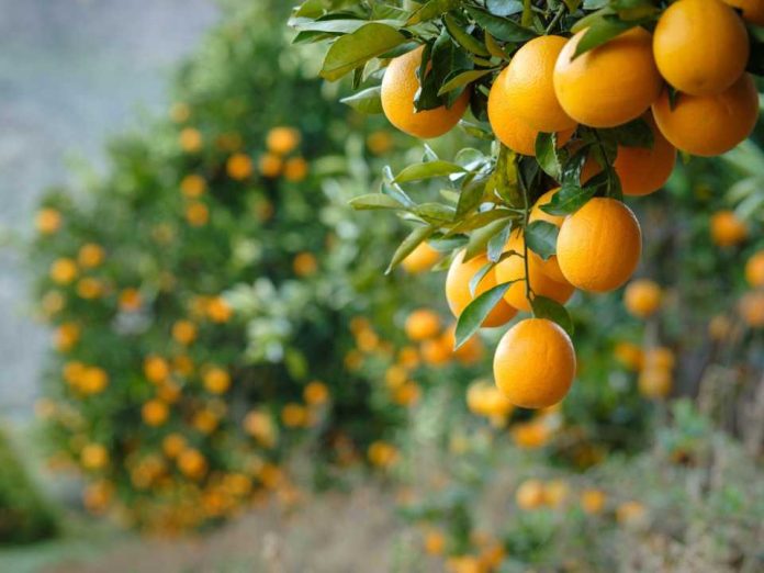 Ingresar a EE.UU. con arancel cero Ministra de Agricultura destaca que paltas, kiwis, naranjas y carnes chilenas vuelven a ingresar a EE.UU. con arancel cero