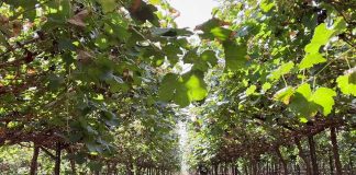 Innovación en el Desierto. Terragénesis y la Uva de Mesa de la Variedad Timpson: Un Hito Agronómico en Sonora, México